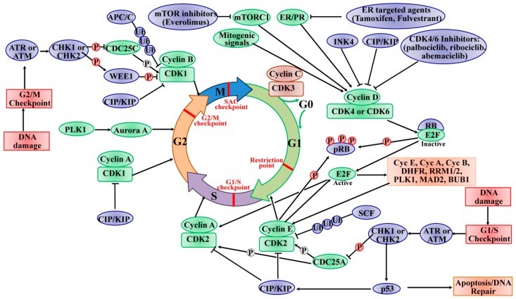 <b>【佳学基因检测】疾病风险评估套餐是否应当有CREBL2基因？</b>